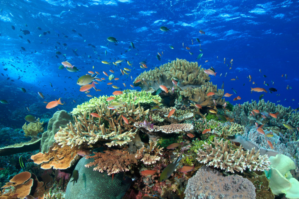 https://www.google.com/url?sa=i&url=https%3A%2F%2Fte-society.com%2Fartikel%2Flaut-labuan-bajo%2F&psig=AOvVaw0DxiMEML4xWttcyw5wURIj&ust=1703699130223000&source=images&cd=vfe&opi=89978449&ved=0CBIQjRxqFwoTCPia0PHTrYMDFQAAAAAdAAAAABAD Indahnya Kehidupan Bawah Laut Labuan Bajo
